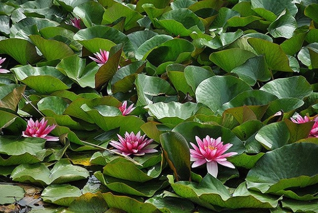 Школа Хрысціянскага Жыцця і Евангелізацыі